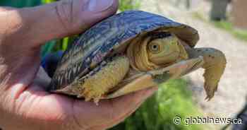 Ontario’s new mining bill is a ‘vendetta’ against species at risk: environmentalists