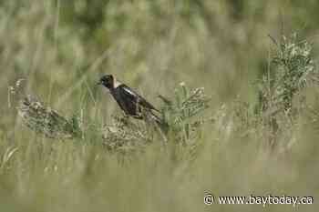 Ontario's new mining bill is a 'vendetta' against species at risk: environmentalists