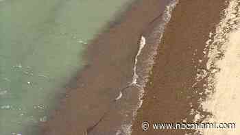 WATCH: Swaths of seaweed wash up on Miami Beach in what will be ‘major sargassum year'