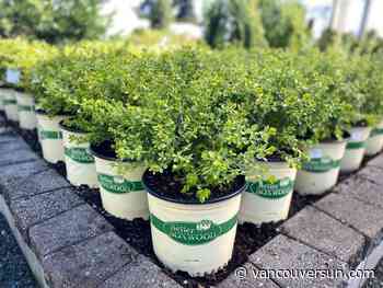 Brian Minter: Better Boxwood varieties are much-valued garden plants. Here's why