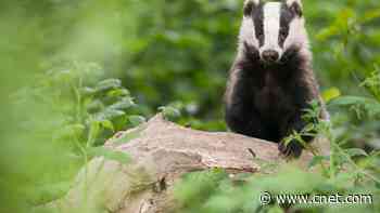 Google's AI Overviews Explain Made-Up Idioms With Confident Nonsense