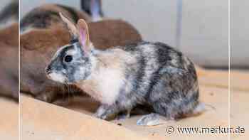 Mit vier Wochen ins Tierheim gekommen: „Außergewöhnlich hübscher Kaninchenbub“ sucht Zuhause
