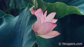 Adobe’s New Tools for Effortless Video Creation