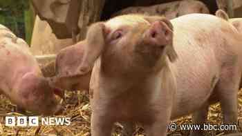 Farmer urges action to save rare British Lop pigs