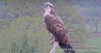 Something just happened in part of Wales that hasn't happened for 250 years