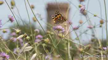 Chasing butterflies around the globe changed this photographer's worldview