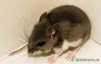 Spring cleaning? Watch out for hantavirus