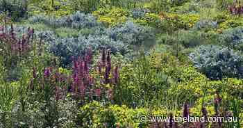 The gardening high that's sure to inspire a change | In Fiona's Garden