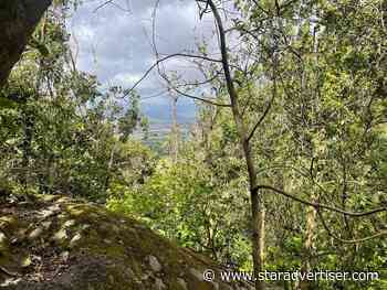 Hawaii’s ‘bone collector’ caterpillar wears dead insect parts