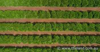 Sunraysia citrus orchard noted for outstanding oranges, mandarins for sale