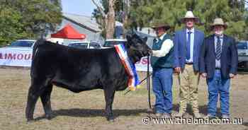 Cauliflower blossoms to the top at Limousin National show and sale