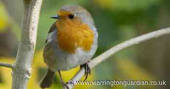 Talk on attracting birds to gardens planned for Warrington