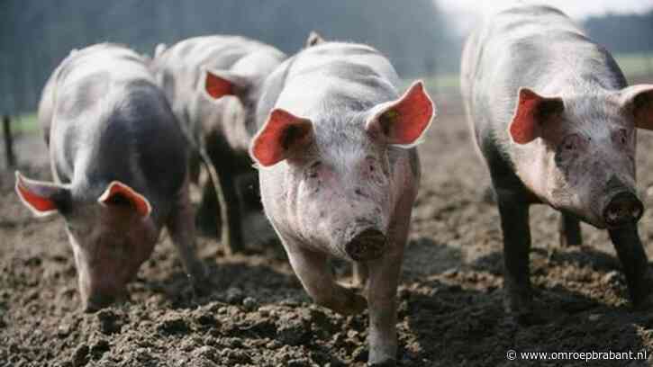 Provincie had meer verwacht van stikstofplannen: 'Er is meer nodig'