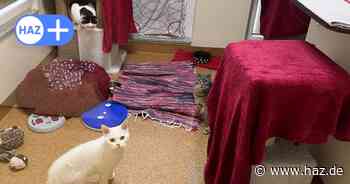 Tierheim Hannover nimmt über 45 Katzen innerhalb von 20 Tagen in Langenhagen auf