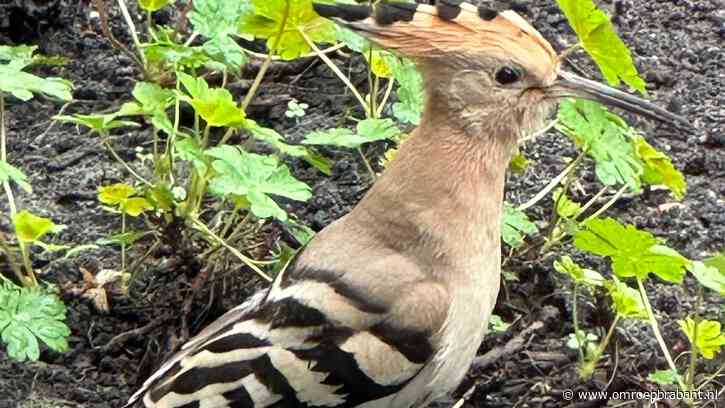 Gerry zag iets speciaals, het mooiste nieuws van laatste tijd volgens Frans