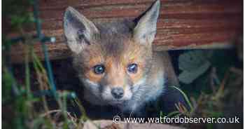 Beautiful fox photo among snaps from the streets where we live.