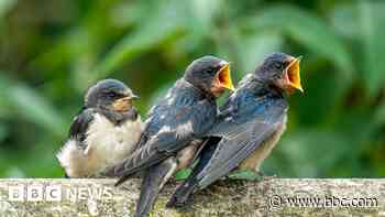 Spring's hot weather to be treat for nature lovers