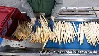 Hier gibt es in und um Augsburg frischen Spargel aus der Region