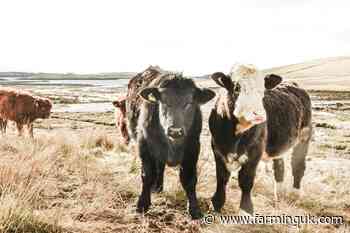 'Naturally local' message continues to resonate for Welsh beef​