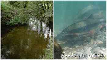 Nach Chemie-Unfall bei OMV: Bedrohte Fischart „Nase“ in Rechtmehring und Soyen in Gefahr?