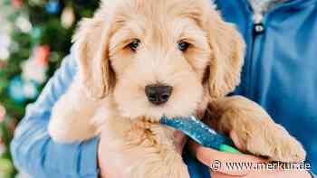 Hundeprofi verrät drei einfache Trainings-Tipps, die Ihnen teure Tierarztrechnungen ersparen