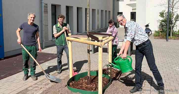 Mehr Bäume für Bamberg!
