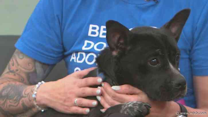 Nugget is a 'cool dude' who needs his forever home