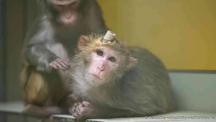 Können Tierversuche durch neue Technologien ersetzt werden?