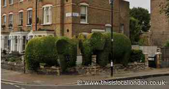 Famed hedge elephants in Finsbury Park garden at risk from deadly fungal disease
