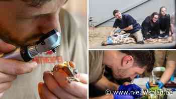 Vragen staat vrij in Zoo Antwerpen en Planckendael op de Dag van de dierenarts: “Vissen opereren kan, maar niet onder water”