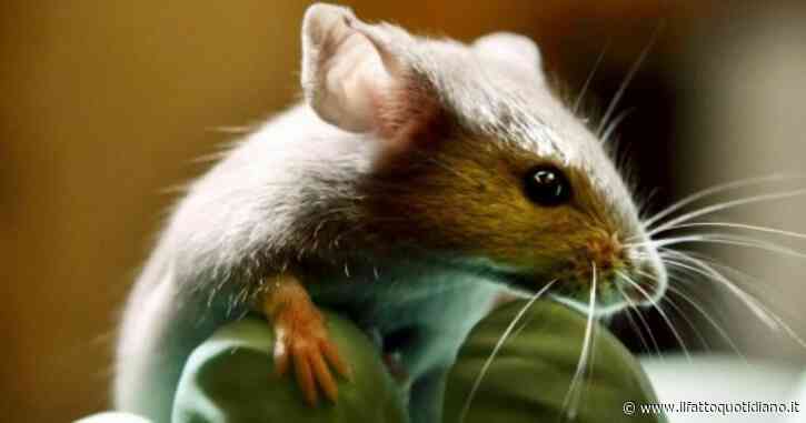 Eritropoietina, “bloccando la sua azione eradicato il tumore del fegato nei topi”. Lo studio su Science