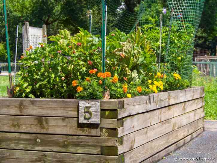 How to elevate your raised bed game with some gardening tips