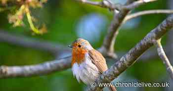 Robins will constantly return to your garden if you own one specific item