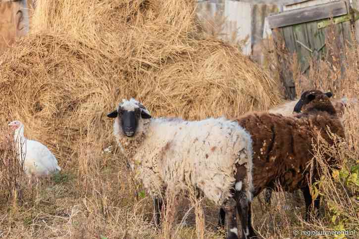 Schapen liepen tussen puin met scherpe uitsteeksels: boete voor veehouder uit Katwoude na hoger beroep