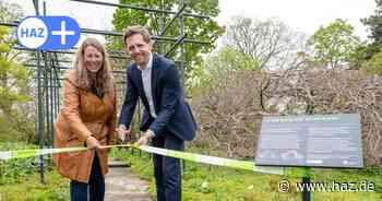 Hannover: Berggarten will seltene Süntel-Buchen zu Laubengang verwachsen lassen
