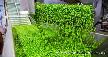 ‘Peas are for plates, not pain’ – Birds Eye appeal as estimated 3.3m bags of frozen peas are being wasted as ice packs each year
