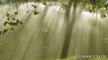 Gießen, Düngen, Schneiden: Drei Tipps zur Baumpflege