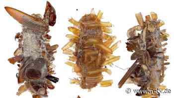 Fleischfressende Larven: Neu entdeckte Raupenart tarnt sich mit Überresten ihrer Beute