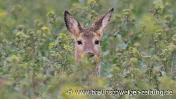Feuerwehr Gifhorn entfesselt Reh aus schlimmer Zwangslage