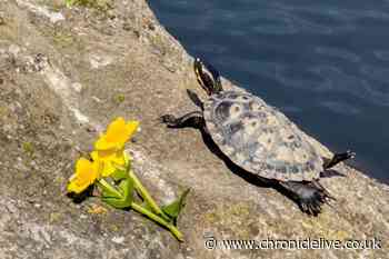 'I've seen quite a bit of wildlife in the North East, but I never expected to see a turtle'