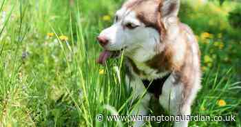 PDSA warns all dog owners to 'always' check their pets for dangerous grass seeds