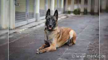 „Leider zum zweiten Mal im Tierheim gelandet“: Zuhause für Angel gesucht