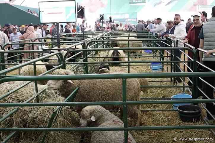 جودة عرض المواشي في "سيام"