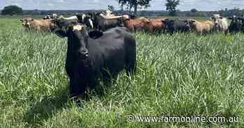 Brazil's lean commodity beef hitting the mark in massive Chinese market