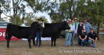 'It's the best sale we've ever had': Limousin matrons achieve equal top-price