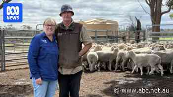Viral Facebook post sums up WA farmers' final push on live sheep export
