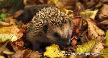 Der BUND lädt ein zum Vortrag: Wie helfen wir dem Igel? – Lebensweise, Gefahren, Tipps