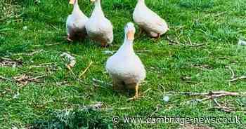 Rescued ducks learn to swim at Cambridgeshire farm