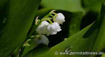 Darmstadt-Dieburg: Wohin zum Tanz in den Mai und am 1. Mai?