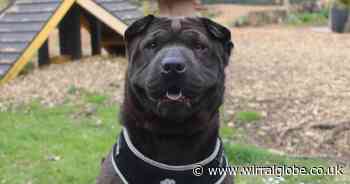 Could sweet Sherry be the dog for you?